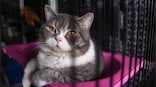 In China, police rescues 1000 cats from being killed and sold as mutton or pork