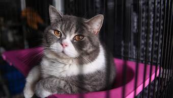 In China, police rescues 1000 cats from being killed and sold as mutton or pork