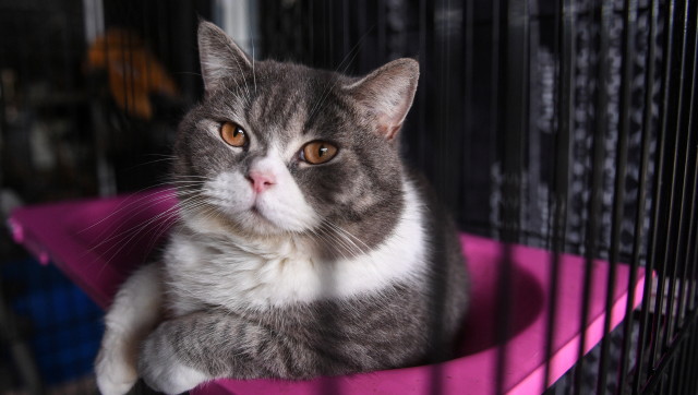 In China, police rescues 1000 cats from being killed and sold as mutton or pork In China, police rescues 1000 cats from being killed and sold as mutton or pork