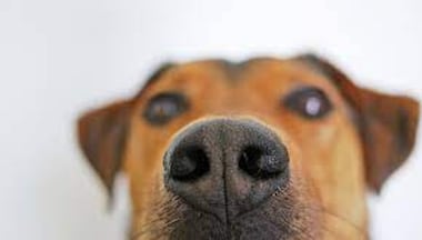 A French Crisis: Can dogs sniff out bedbugs from the country?