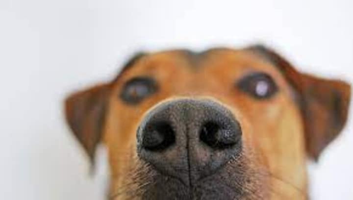 A French Crisis: Can dogs sniff out bedbugs from the country?