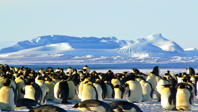 Bird flu reaches Antarctica for the first time: Why this could be devastating? Bird flu reaches Antarctica for the first time: Why this could be devastating?