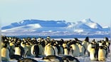 Bird flu reaches Antarctica for the first time: Why this could be devastating?