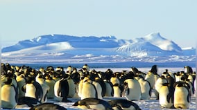 Bird flu reaches Antarctica for the first time: Why this could be devastating?