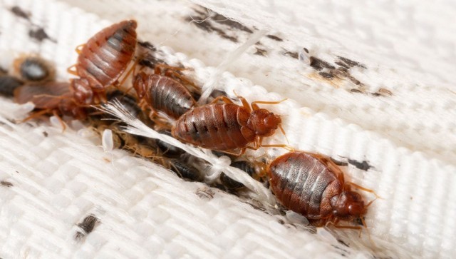 First Paris, now London? Why the bedbug menace is spreading First Paris, now London? Why the bedbug menace is spreading