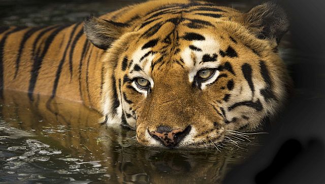 AI of the Tiger: How AI-enabled cameras will help protect tigers AI of the Tiger: How AI-enabled cameras will help protect tigers