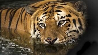 AI of the Tiger: How AI-enabled cameras will help protect tigers