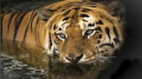AI of the Tiger: How AI-enabled cameras will help protect tigers