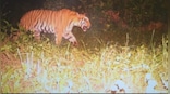 Uttarakhand tiger’s tour to Himachal, Haryana