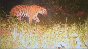 Uttarakhand tiger’s tour to Himachal, Haryana