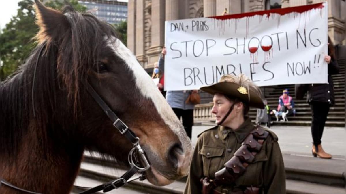 Australia to restart aerial shooting of wild horses