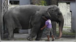 Goodbye Mali: The tragic tale of world’s ‘saddest’ elephant