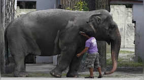 Goodbye Mali: The tragic tale of world’s ‘saddest’ elephant