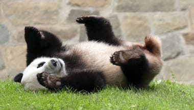 Will pandas return to the US following Xi Jinping and Joe Biden's talks?