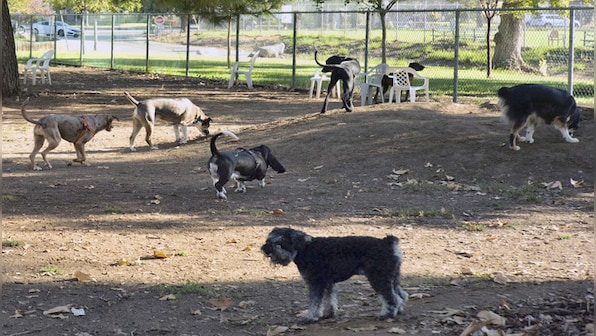 Sick Puppies: What is the mystery illness spreading among dogs in US?
