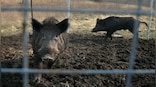 How Canada's 'super pigs' are threatening to invade the US