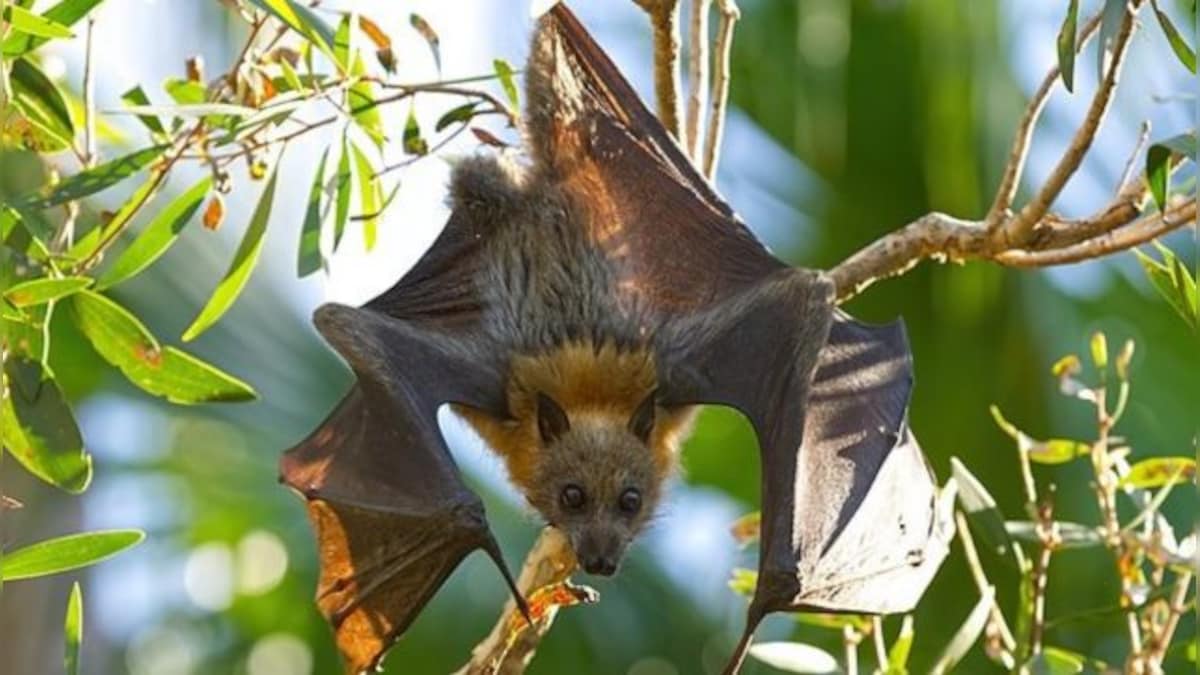 Serotine Bats Mate Without Penetration