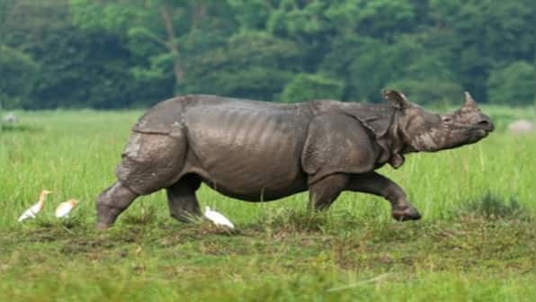 India, Bhutan and Nepal collaborate to curb wildlife trafficking in South Asia