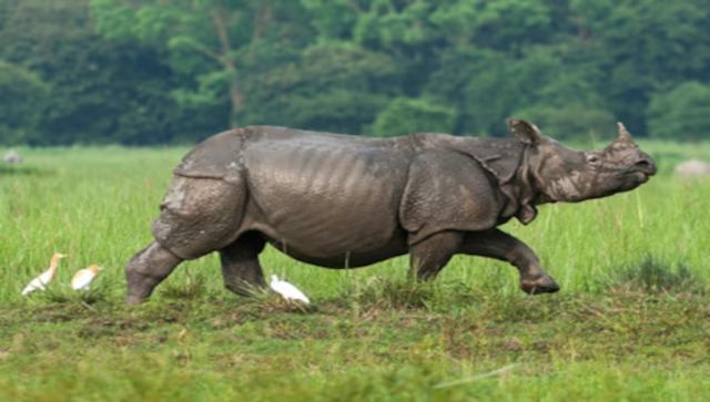 India, Bhutan and Nepal collaborate to curb wildlife trafficking in South Asia India, Bhutan and Nepal collaborate to curb wildlife trafficking in South Asia