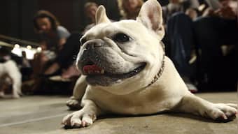 No Country for Pets: Why are Americans ditching their furry friends?
