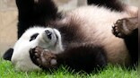 Vantage | How pandas became a part of Chinese diplomacy