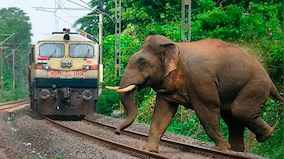 Indian Railways launches 'Gajraj Suraksha', a new AI-based tech to curb elephant-train collisions