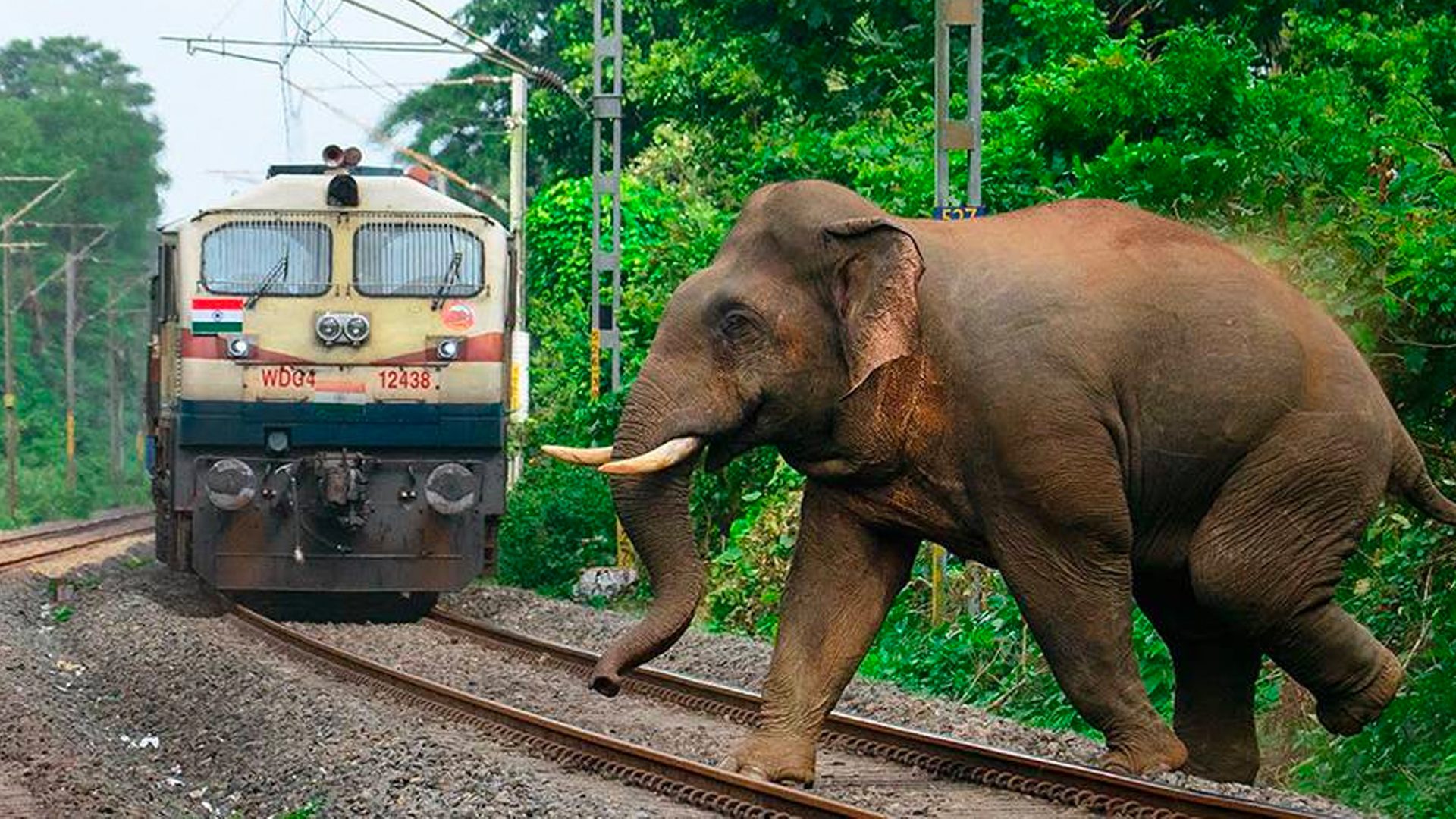 Indian Railways launches 'Gajraj Suraksha', a new AI-based tech to curb elephant-train collisions Indian Railways launches 'Gajraj Suraksha', a new AI-based tech to curb elephant-train collisions