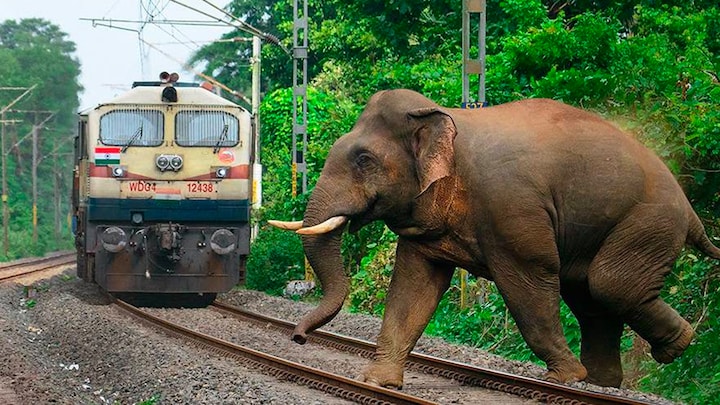 Indian Railways launches 'Gajraj Suraksha', a new AI-based tech to curb elephant-train collisions