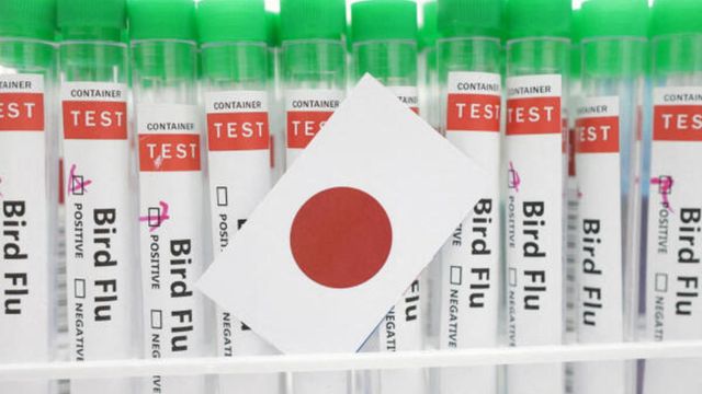 Japan detects season’s first bird flu case, to cull 40,000 birds Japan detects season’s first bird flu case, to cull 40,000 birds