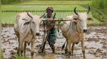 Union Budget: Farming math and impact on agriculture sector