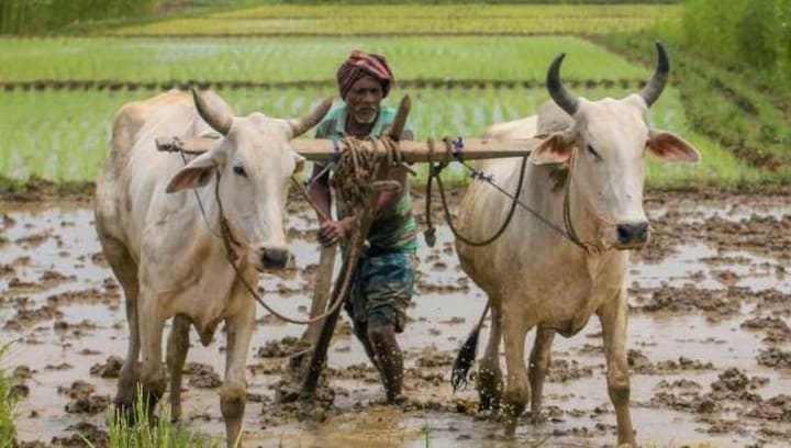 Climate-proofing agriculture: The vital role of smallholder farmers in India