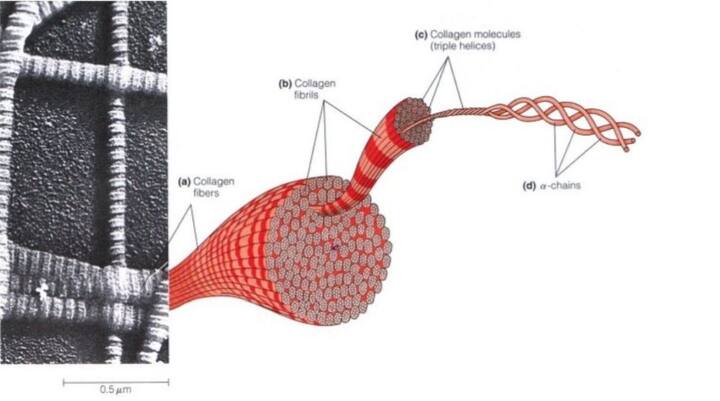 Embracing Radiance: The Role of Collagen in Your Body and How to Keep It Balanced Embracing Radiance: The Role of Collagen in Your Body and How to Keep It Balanced