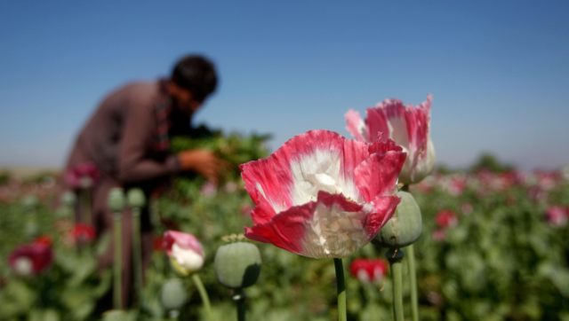 Afghan farmers bear $1 billion loss due to Taliban's ban on growing opium Afghan farmers bear $1 billion loss due to Taliban's ban on growing opium