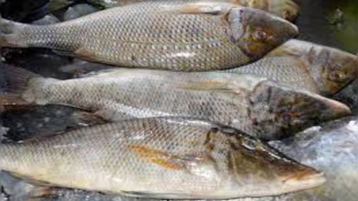 Luck by Chance: How a fisherman in Pakistan became an overnight ...