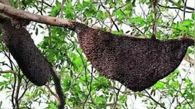 To stop rampant infiltration via porus Indo-Bangladesh border, BSF invokes ‘bee warriors’
