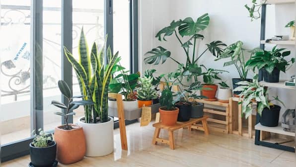 In graphics | A guide to indoor plants that can purify air