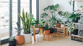 In graphics | A guide to indoor plants that can purify air