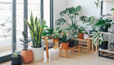 In graphics | A guide to indoor plants that can purify air