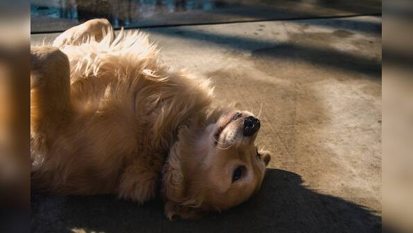 Guide to Maintaining a Clean Room During Pet Shedding Season