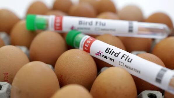 France on ‘high’ alert for bird flu after new cases detected in Brittany