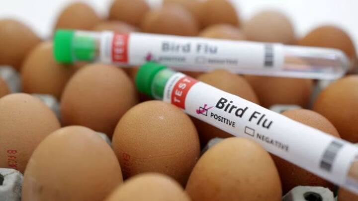 France on ‘high’ alert for bird flu after new cases detected in Brittany