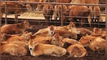 Cow burps, food waste to take spotlight at COP28 agriculture day