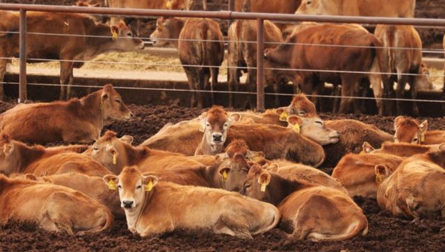 Cow burps, food waste to take spotlight at COP28 agriculture day Cow burps, food waste to take spotlight at COP28 agriculture day