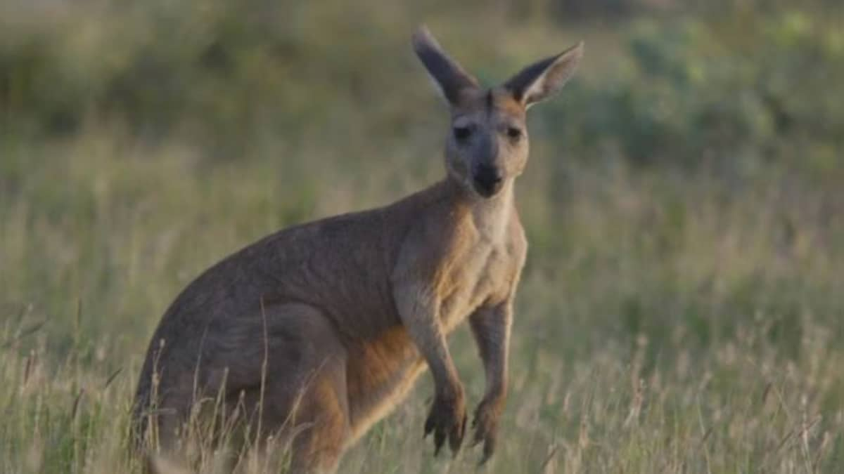 Wild Escape Drama: Kangaroo punches police officer during capture after weekend freedom frolic