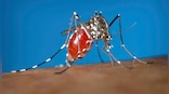 Vantage | How Indonesia got an army of 'special' mosquitoes to fight dengue