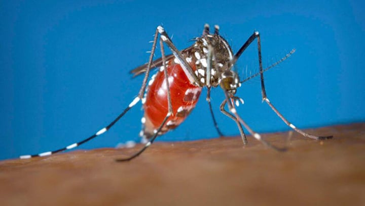 Vantage | How Indonesia got an army of 'special' mosquitoes to fight dengue