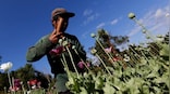 Myanmar is now largest source of opium globally, says UN