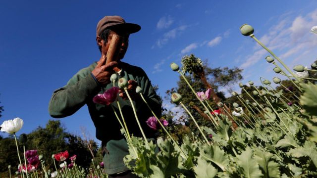 Myanmar is now largest source of opium globally, says UN Myanmar is now largest source of opium globally, says UN