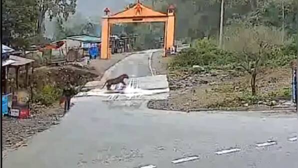 WATCH: Lucky to be alive? Man, tiger scare off each other just outside Corbett National Park