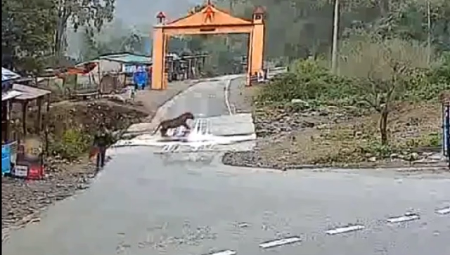 WATCH: Lucky to be alive? Man, tiger scare off each other just outside Corbett National Park WATCH: Lucky to be alive? Man, tiger scare off each other just outside Corbett National Park